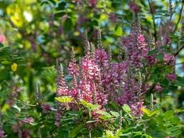 Indigofera violet